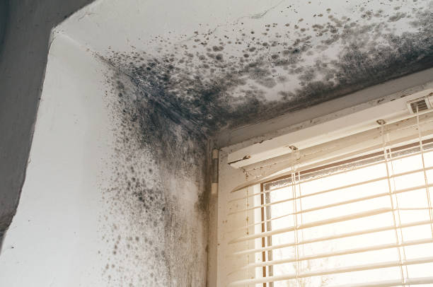 Affordable Mold Cleanup solutions in Charlestown, MD